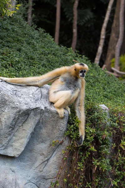Opička na kámen — Stock fotografie