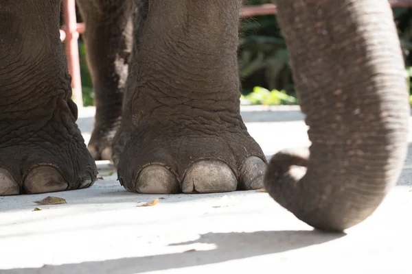 大きな象の足 — ストック写真