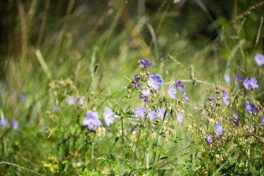 tasarımınız için çiçekler