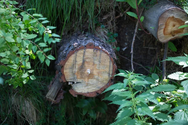 Árbol caído tirado en la hierba —  Fotos de Stock