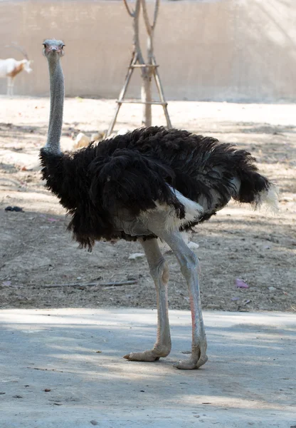 Kurioser Strauß — Stockfoto