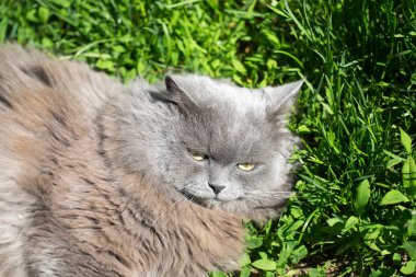 Bir çim üzerinde kedi