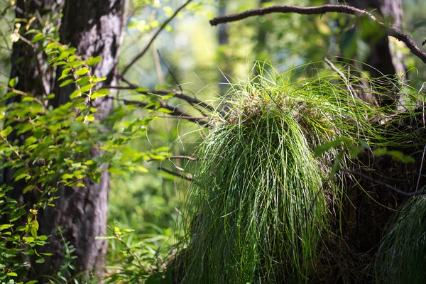 Grama verde na floresta — Fotografia de Stock