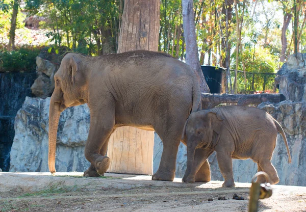 Der kleine Elefant mit Mutter — Stockfoto