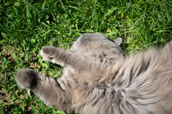 Katten på ett gräs — Stockfoto