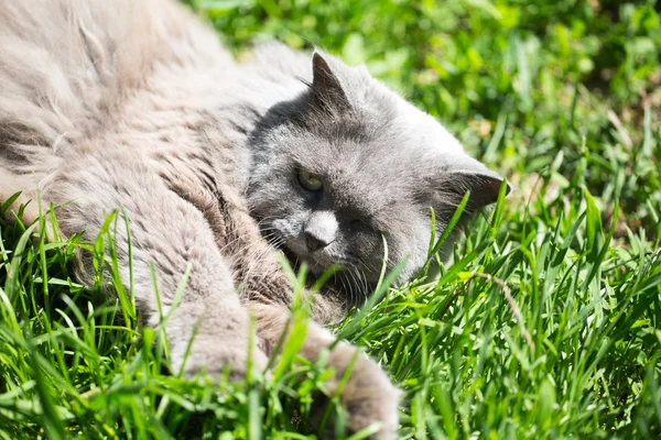 El gato en una hierba — Foto de Stock