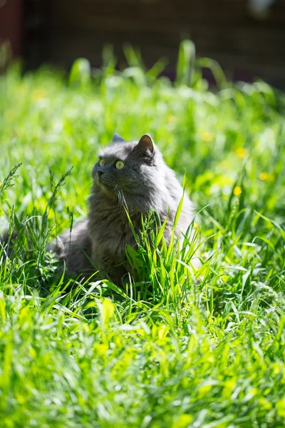 The cat on a grass — Stock Photo, Image