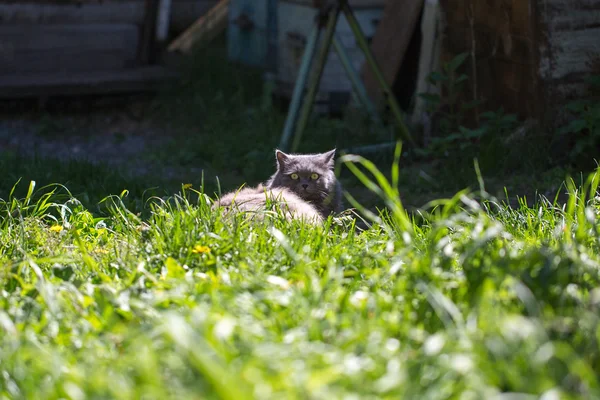 Kot na trawie — Zdjęcie stockowe
