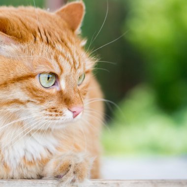 güzel kırmızı kedi