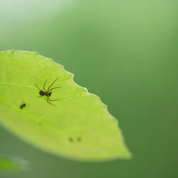 Spindel på ett grönt blad — Stockfoto