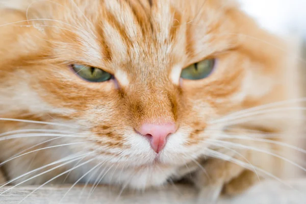 Hermoso gato rojo — Foto de Stock