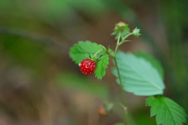 Delicious strawberry — Stock Photo, Image