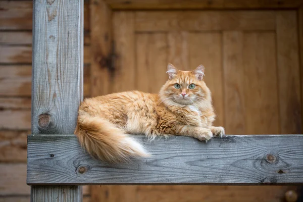 美丽的红猫 — 图库照片