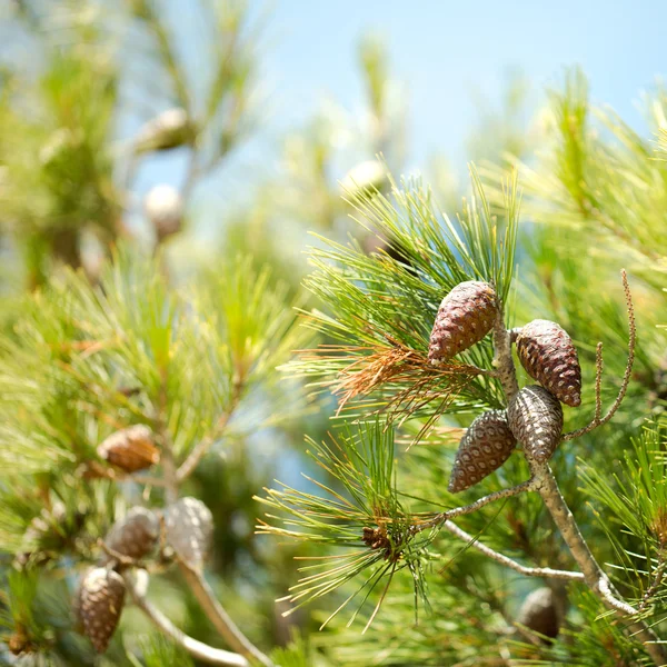 Coni su un albero — Foto Stock