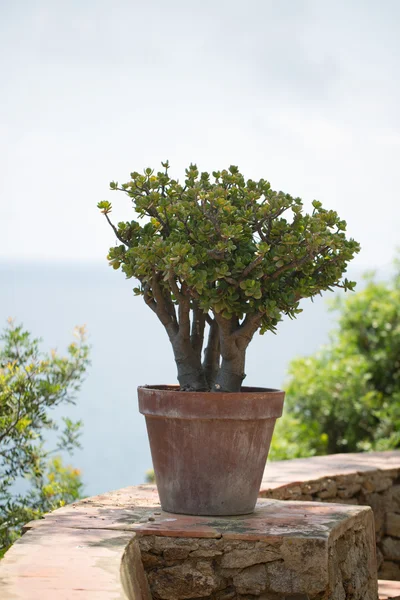 Green tree in a pot on the nature