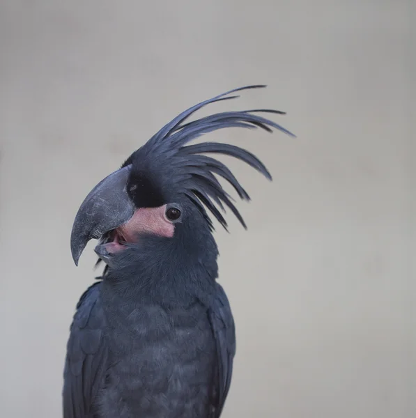 Palm Cockatoo Parrot, Kuala Lumpur, Malaisie — Photo