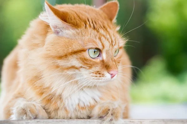 美しい赤い猫 — ストック写真