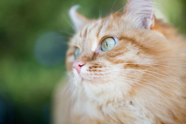 美丽的红猫 — 图库照片