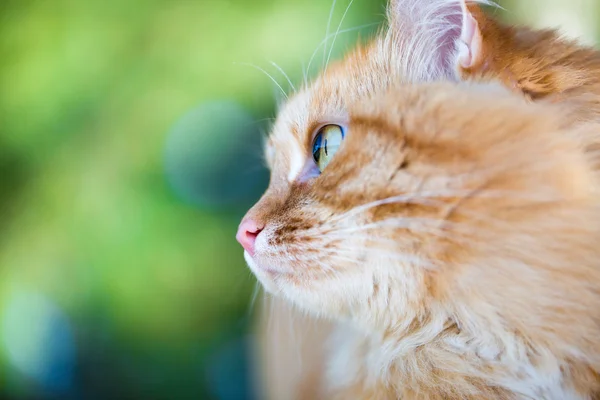 Hermoso gato rojo — Foto de Stock