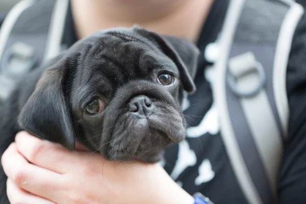 Ein kleiner schwarzer Mops Welpe — Stockfoto