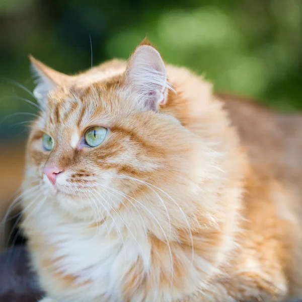 Красивий Червоний кіт — стокове фото