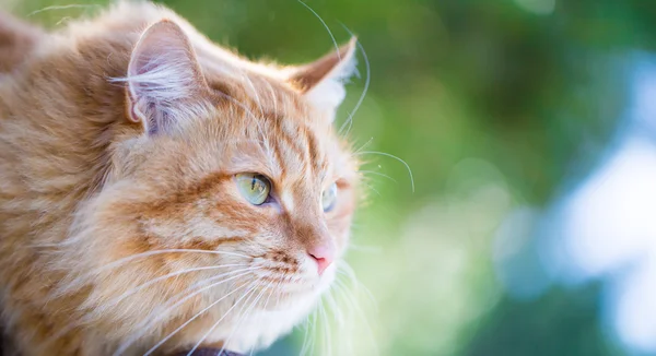 Hermoso gato rojo — Foto de Stock
