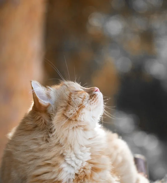 아름 다운 빨간 고양이 — 스톡 사진