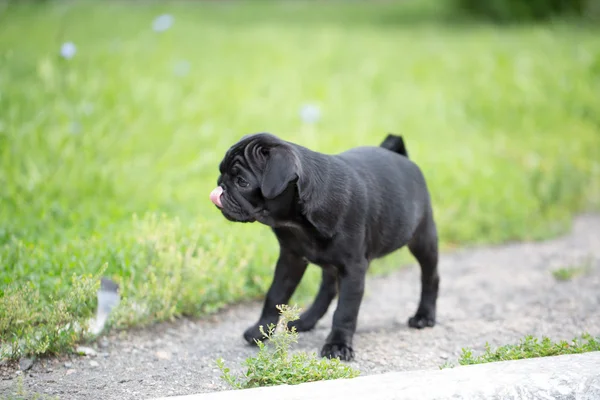 Pequeño cachorro negro — Foto de Stock