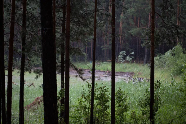 The trees in the forest — Stock Photo, Image