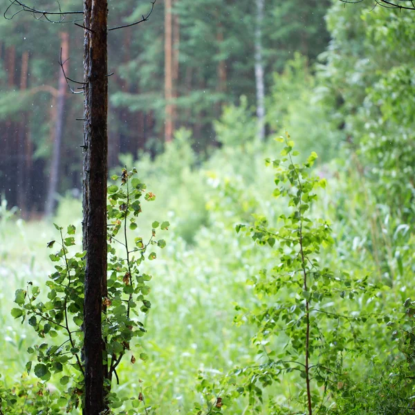 Kmen stromu osamělý — Stock fotografie