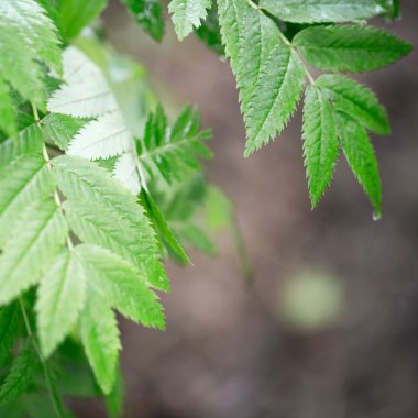 Tasarımınız için dal yeşil yaprakları
