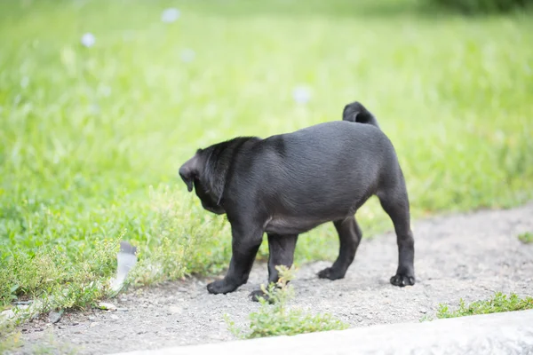 Pequeño cachorro negro — Foto de Stock