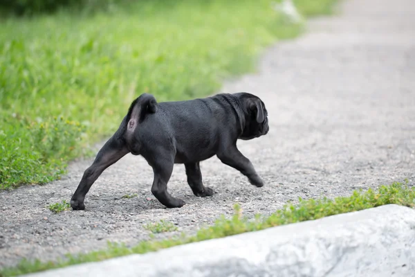 Pequeño cachorro negro — Foto de Stock