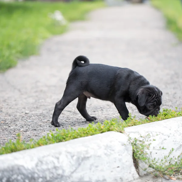 Pequeño cachorro negro — Foto de Stock