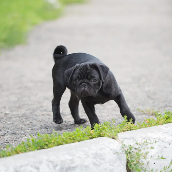 Malý černý buldok štěně — Stock fotografie