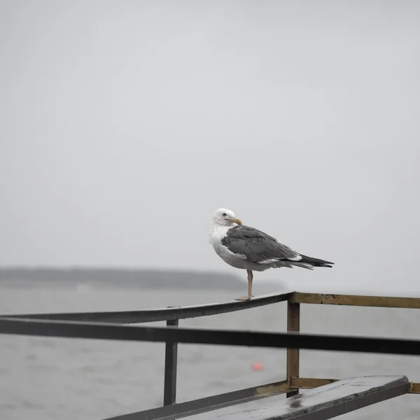 Racek na molu — Stock fotografie