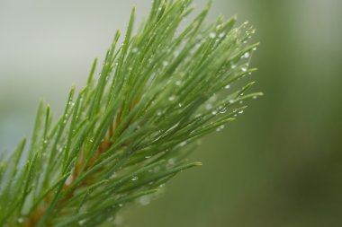 Yağmur sonrası dal yeşil ağaçlar iğne