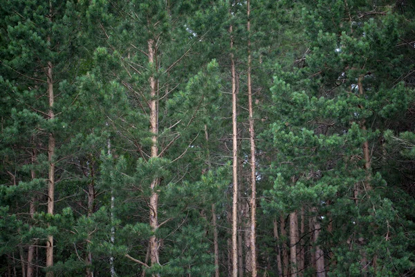 As árvores na floresta — Fotografia de Stock