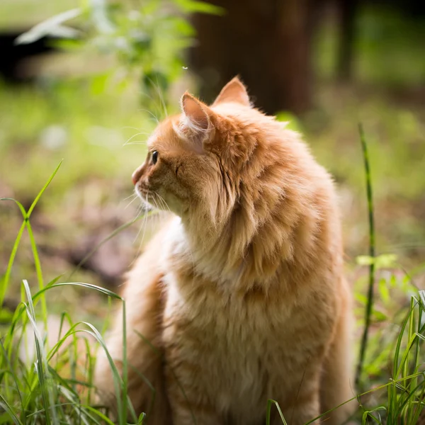 Hermoso gato rojo en la hierba — Foto de Stock
