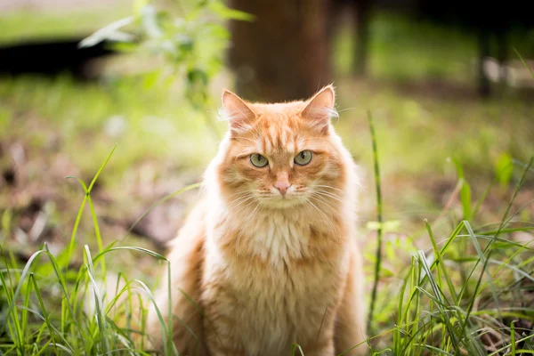 草の上の美しい赤猫 — ストック写真