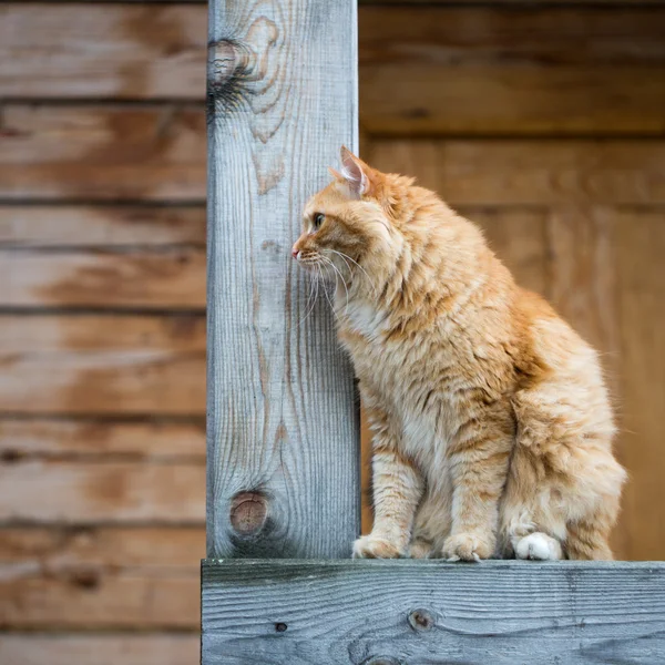 Krásná červená kočka při pohledu do dálky — Stock fotografie