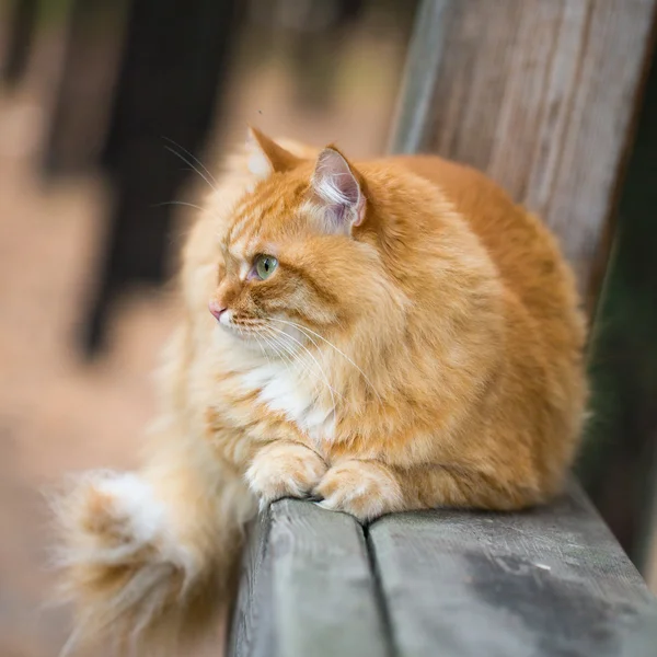 Bellissimo gatto rosso — Foto Stock