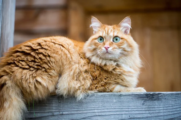 แมวสีแดงที่สวยงาม — ภาพถ่ายสต็อก