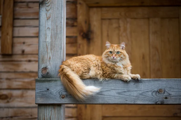 美丽的红猫 — 图库照片