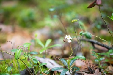 tasarımınız için çiçekler
