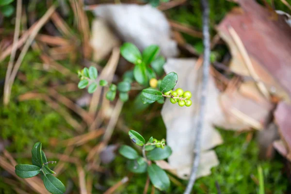 Blommor för din design — Stockfoto