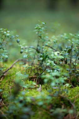 tasarımınız için yeşil çim