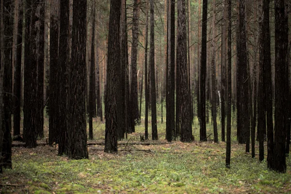 Los árboles en el bosque — Foto de Stock