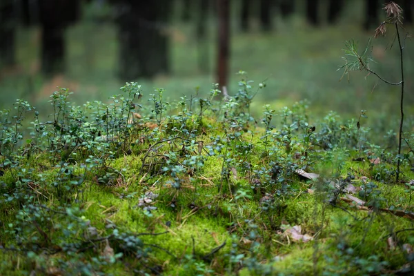 Zelené trávy pro návrh — Stock fotografie