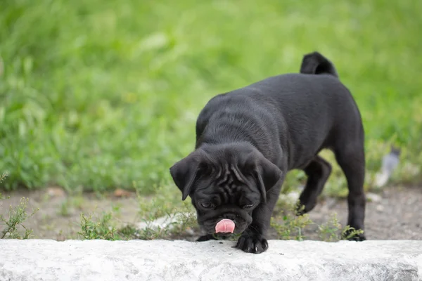 Pequeno cachorro pug preto — Fotografia de Stock